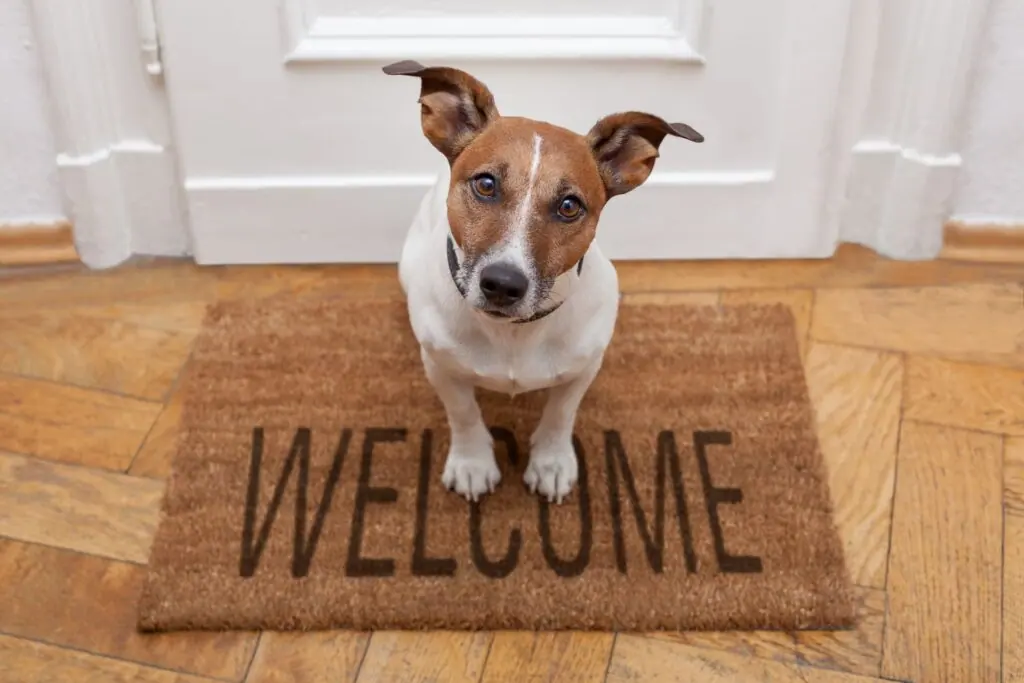A dog resting on a doormat at home