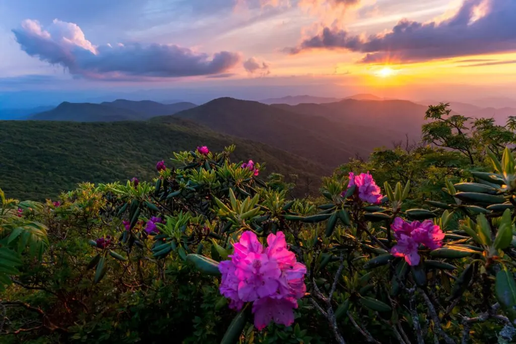 Rhododendrons in the Blue Ridge Mountains