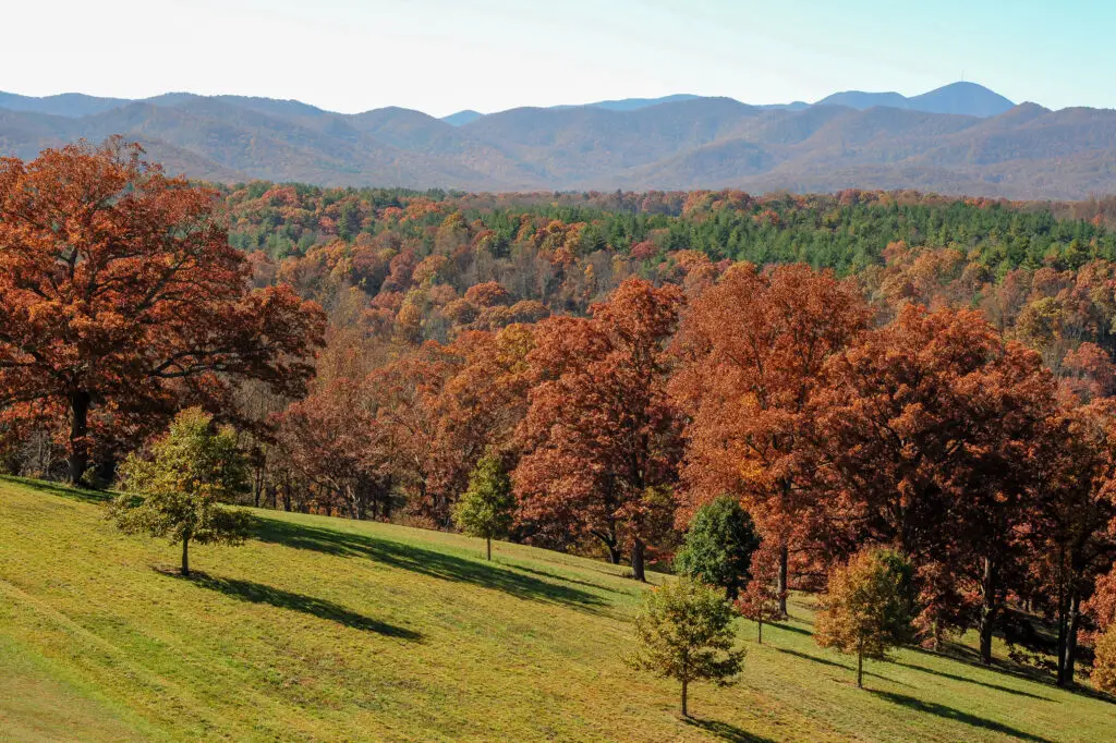 Blue Ridge Mountains and Trees