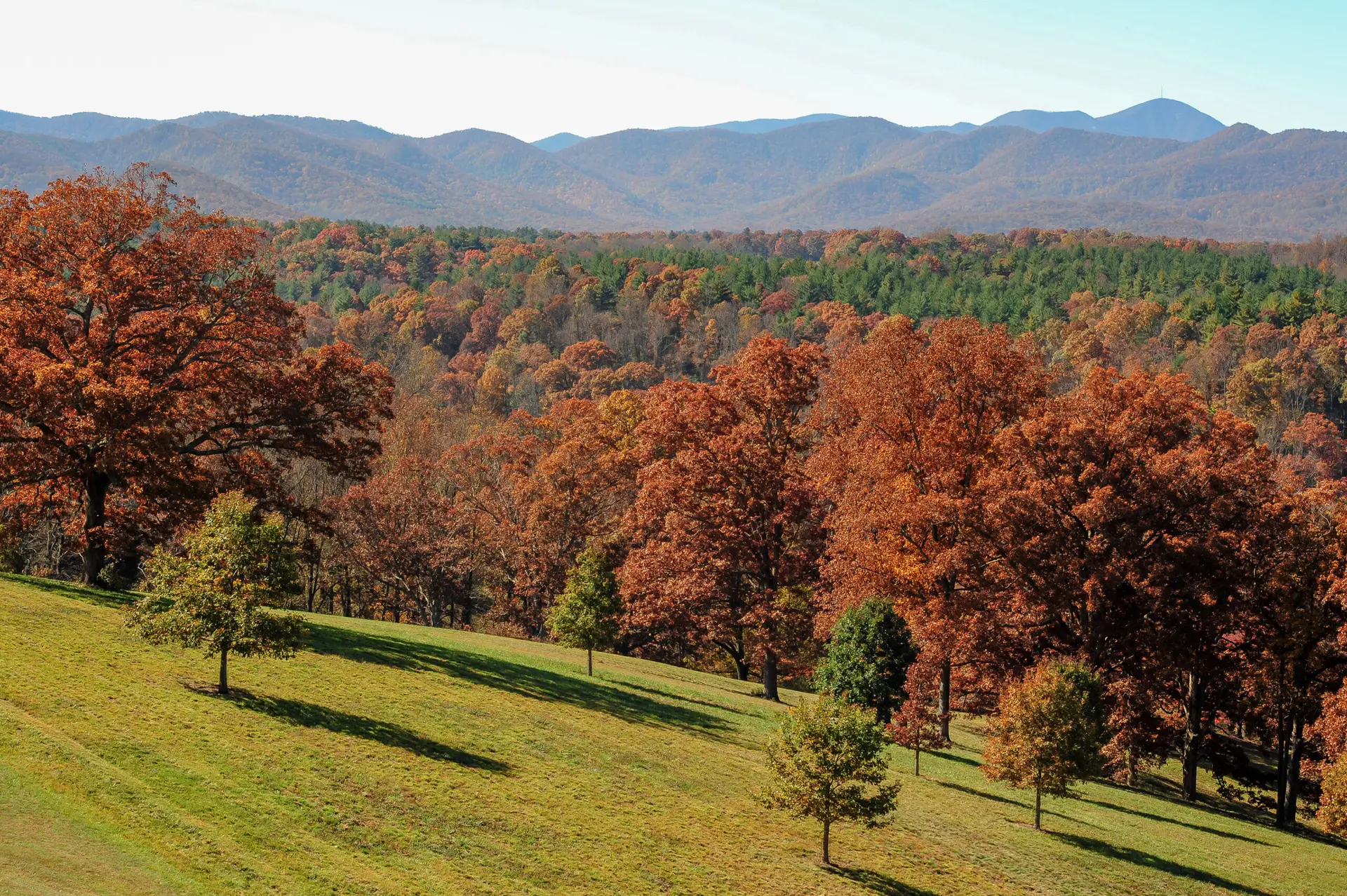Blue Ridge Mountains and Trees